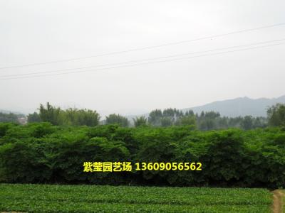 幌伞枫
